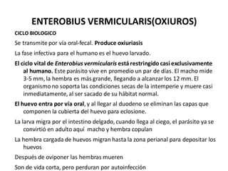 ENTEROBIUS VERMICULARIS(OXIUROS)
CICLO BIOLOGICO
Se transmite por vía oral-fecal. Produce oxiuriasis
La fase infectiva para el humano es el huevo larvado.
El ciclo vital de Enterobius vermicularis estárestringido casi exclusivamente
al humano. Este parásito vive en promedio un par de días. El macho mide
3-5 mm, la hembra es más grande, llegando a alcanzar los 12 mm. El
organismono soporta las condiciones secas de la intemperie y muere casi
inmediatamente, al ser sacado de su hábitat normal.
El huevo entra por vía oral, y al llegar al duodeno se eliminan las capas que
componen la cubierta del huevo para eclosione.
La larva migra por el intestino delgado, cuando llega al ciego, el parásito ya se
convirtió en adulto aquí macho y hembra copulan
La hembra cargada de huevos migran hasta la zona perianal para depositar los
huevos
Después de oviponer las hembras mueren
Son de vida corta, pero perduran por autoinfección
 
