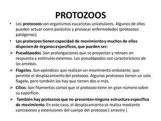 PROTOZOOS
• Los protozoos son organismos eucariotas unicelulares. Algunos de ellos
pueden actuar como parásitos y provocar enfermedades (protozoos
patógenos).
• Los protozoos tienencapacidad de movimientoy muchos de ellos
disponen de órganos específicos,que pueden ser:
➢ Pseudópodos. Son prolongaciones que se proyectan y retraen en
respuesta a estímulos externos. Los pseudópodos son característicos de
las amebas.
➢ Flagelos. Son apéndices que realizan un movimiento ondulante, que
permite el desplazamientodel protozoo. Algunos protozoos tienen un solo
flagelo, pero también los hay que tienen dos o más.
➢ Cilios. Son filamentos cortos que el protozoo tiene en gran número sobre
su superficie.
➢ También hay protozoos que no presentanninguna estructura específica
de movimiento. En este caso, el desplazamientose realiza mediante
contraiones y extensiones del cuerpo del protozoo ( arrastre )
 