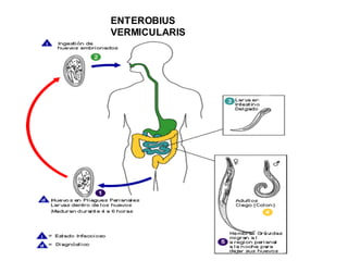 ENTEROBIUS
VERMICULARIS
 