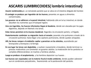 ASCARIS LUMBRICOIDES( lombriz intestinal)
Ascaris lumbricoides,es un nematodo parásito que se ubica en el intestino delgado del hombre
El contagio se produce por ingestión de los huevos, presentes en aguas o alimentos
contaminados.
Los gusanos no se adhieren a la pared intestinal, habitando sólo en la luz intestinal, en donde
absorben los nutrientes que el huésped ingiere.
Una vez ingeridos, los huevos infectantes llegan al duodeno, donde son atacados por los jugos
digestivos, dejando en libertad a las larvas.
Estas larvas penetran en la mucosa duodenal, llegando a la circulación portal y al hígado.
Posteriormente continúan su migración hacia el corazón, pasando a los pulmones a través de la
circulación pulmonar, hasta llegar a los capilares pulmonares, donde quedan atrapadas.
Allí, las larvas rompen el endotelio capilar y penetran en los alvéolos, ascendiendo por
bronquiolos y bronquios a la faringe.
En ese lugar las larvas son deglutidas, y vuelven nuevamente al duodeno, donde terminan su
proceso madurativo y se convierten en gusanos adultos. La maduración de los parásitos se
completa diferenciándose en machos y hembras adultos.
Luego se produce el acoplamiento, y las hembras depositan sus huevos .
Los huevos son expulsados con la materia fecal al medio ambiente, donde pueden sobrevivir
aun en condiciones perjudiciales, favoreciendo así la perduración del parásito.
 