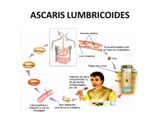 ASCARIS LUMBRICOIDES
 