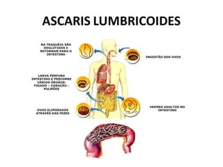 ASCARIS LUMBRICOIDES
 