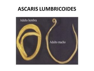 ASCARIS LUMBRICOIDES
 