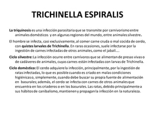 TRICHINELLA ESPIRALIS
La triquinosis es una infección parasitariaque se transmite por carnivorismoentre
animales domésticos y en algunasregiones del mundo, entre animalessilvestre.
El hombre se infecta, casi exclusivamente,al comer carne cruda o mal cocida de cerdo,
con quistes larvales de Trichinella.En raras ocasiones, suele infectarse por la
ingestión de carnes infectadas de otros animales,como el jabalí….
Ciclo silvestre:La infección ocurre entre carnívorosque se alimentande presas vivaso
de cadáveres de animales, cuyas carnes están infectadas con larvas de Trichinella.
Ciclo doméstico:El cerdo adquierela infección, principalmente,por la ingestión de
ratas infectadas, lo que es posiblecuando es criado en malas condiciones
higiénicaso, simplemente, cuando debe buscar su propia fuente de alimentación
en basurales; además, el cerdo se infecta con carnes de otros animalesque
encuentra en los criaderos o en los basurales. Las ratas, debido principalmentea
sus hábitosde canibalismo,mantieneny propaganla infección en la naturaleza.
 