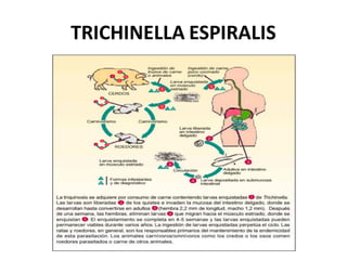 TRICHINELLA ESPIRALIS
 