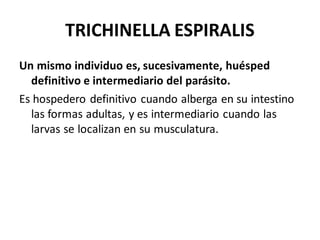 TRICHINELLA ESPIRALIS
Un mismo individuo es, sucesivamente, huésped
definitivo e intermediario del parásito.
Es hospedero definitivo cuando alberga en su intestino
las formas adultas, y es intermediario cuando las
larvas se localizan en su musculatura.
 