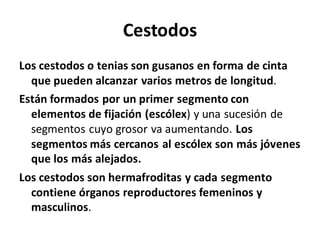 Cestodos
Los cestodos o tenias son gusanos en forma de cinta
que pueden alcanzar varios metros de longitud.
Están formados por un primer segmento con
elementos de fijación (escólex) y una sucesión de
segmentos cuyo grosor va aumentando. Los
segmentos más cercanos al escólex son más jóvenes
que los más alejados.
Los cestodos son hermafroditas y cada segmento
contiene órganos reproductores femeninos y
masculinos.
 