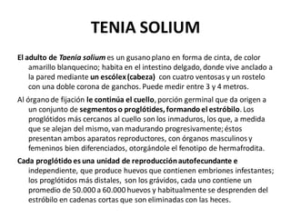 TENIA SOLIUM
El adulto de Taenia solium es un gusanoplano en forma de cinta, de color
amarillo blanquecino; habita en el intestino delgado, donde vive anclado a
la pared mediante un escólex(cabeza) con cuatro ventosas y un rostelo
con una doble corona de ganchos. Puede medir entre 3 y 4 metros.
Al órganode fijación le continúa el cuello, porción germinal que da origen a
un conjunto de segmentos o proglótides,formando el estróbilo. Los
proglótidos más cercanos al cuello son los inmaduros, los que, a medida
que se alejan del mismo, van madurando progresivamente;éstos
presentan ambos aparatos reproductores, con órganos masculinos y
femeninos bien diferenciados, otorgándole el fenotipo de hermafrodita.
Cada proglótido es una unidad de reproducciónautofecundante e
independiente, que produce huevos que contienen embriones infestantes;
los proglótidos más distales, son los grávidos, cada uno contiene un
promedio de 50.000 a 60.000 huevos y habitualmente se desprenden del
estróbilo en cadenas cortas que son eliminadas con las heces.
 