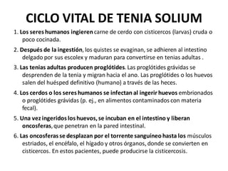 CICLO VITAL DE TENIA SOLIUM
1. Los seres humanos ingierencarne de cerdo con cisticercos (larvas) cruda o
poco cocinada.
2. Después de la ingestión, los quistes se evaginan, se adhieren al intestino
delgado por sus escolex y maduran para convertirse en tenias adultas .
3. Las tenias adultas producen proglótides. Las proglótides grávidas se
desprenden de la tenia y migran hacia el ano. Las proglótides o los huevos
salen del huésped definitivo (humano) a través de las heces.
4. Los cerdos o los seres humanos se infectan al ingerir huevos embrionados
o proglótides grávidas (p. ej., en alimentos contaminados con materia
fecal).
5. Una vez ingeridos los huevos,se incuban en el intestino y liberan
oncosferas,que penetran en la pared intestinal.
6. Las oncosferas se desplazan por el torrente sanguíneo hasta los músculos
estriados, el encéfalo, el hígado y otros órganos, donde se convierten en
cisticercos. En estos pacientes, puede producirse la cisticercosis.
 