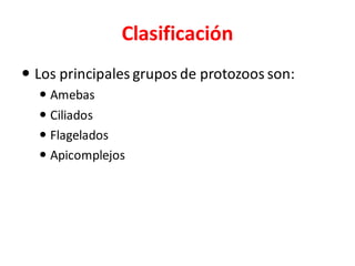 Clasificación
 Los principales grupos de protozoos son:
 Amebas
 Ciliados
 Flagelados
 Apicomplejos
 