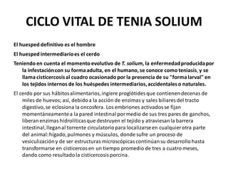CICLO VITAL DE TENIA SOLIUM
El huesped definitivo es el hombre
El huesped intermediarioes el cerdo
Teniendo en cuenta el momento evolutivo de T. solium, la enfermedadproducidapor
la infestacióncon su formaadulta, en el humano, se conoce como teniasis, y se
llama cisticercosisal cuadro ocasionado por la presencia de su "formalarval" en
los tejidos internos de los huéspedes intermediarios,accidentaleso naturales.
El cerdo por sus hábitosalimentarios,ingiere proglótides que contienendecenas de
miles de huevos; así, debidoa la acción de enzimas y sales biliares del tracto
digestivo,se eclosiona la oncosfera. Los embriones activados se fijan
momentáneamentea la pared intestinal pormedio de sus tres pares de ganchos,
liberanenzimas hidrolíticasque destruyen el tejido y atraviesanla barrera
intestinal,lleganal torrente circulatoriopara localizarseen cualquierotra parte
del animal:hígado,pulmones y músculos, donde sufre un proceso de
vesiculizacióny de ser estructuras microscópicas continúansu desarrollo hasta
transformarse en cisticercos en un tiempo promedio de tres a cuatro meses,
dando como resultadola cisticercosis porcina.
 