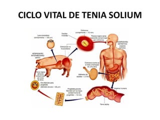CICLO VITAL DE TENIA SOLIUM
 