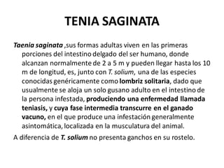 TENIA SAGINATA
Taenia saginata ,sus formas adultas viven en las primeras
porciones del intestino delgado del ser humano, donde
alcanzan normalmente de 2 a 5 m y pueden llegar hasta los 10
m de longitud, es, junto con T. solium, una de las especies
conocidas genéricamente como lombriz solitaria, dado que
usualmente se aloja un solo gusano adulto en el intestino de
la persona infestada, produciendo una enfermedad llamada
teniasis, y cuya fase intermedia transcurre en el ganado
vacuno, en el que produce una infestación generalmente
asintomática, localizada en la musculatura del animal.
A diferencia de T. solium no presenta ganchos en su rostelo.
 