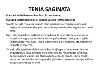 TENIA SAGINATA
Huésped definitivo es el hombre ( formaadulta )
Huésped intermediarioes el ganado vacuno (formalarvaria)
Su ciclo de vida comienza cuando el hospedador intermediario (bovino)
ingiere el huevo embrionado ( oncosfera) presente en la vegetación o en el
agua.
En el intestino del hospedador intermediario, la larva atraviesa la mucosa
intestinal y migra por la circulación sanguínea hasta un órgano o tejido
(hígado, bazo, músculos, tejido subcutáneo, ojos, encéfalo, etc.) donde se
enquista (cisticerco).
Cuando el hospedador definitivo (el hombre) ingiere la carne con la larva
enquistada, la larva se libera en el intestino del hospedador definitivo,
donde madura y alcanza la forma adulta y, tras la cópula, libera con las
heces del hospedador las proglotides grávidas o huevos en la vegetación o
el agua, cerrándose el ciclo.
 