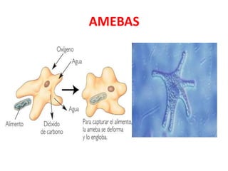 AMEBAS
 