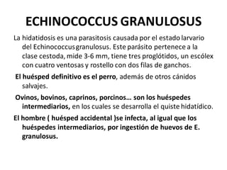 ECHINOCOCCUS GRANULOSUS
La hidatidosis es una parasitosis causada por el estado larvario
del Echinococcusgranulosus. Este parásito pertenece a la
clase cestoda, mide 3-6 mm, tiene tres proglótidos, un escólex
con cuatro ventosas y rostello con dos filas de ganchos.
El huésped definitivo es el perro, además de otros cánidos
salvajes.
Ovinos, bovinos, caprinos, porcinos… son los huéspedes
intermediarios, en los cuales se desarrolla el quiste hidatídico.
El hombre ( huésped accidental )se infecta, al igual que los
huéspedes intermediarios, por ingestión de huevos de E.
granulosus.
 