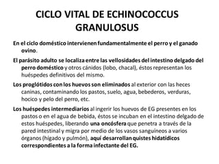 CICLO VITAL DE ECHINOCOCCUS
GRANULOSUS
En el ciclo doméstico intervienenfundamentalmente el perro y el ganado
ovino.
El parásito adulto se localizaentre las vellosidades del intestino delgado del
perro doméstico y otros cánidos (lobo, chacal), éstos representan los
huéspedes definitivos del mismo.
Los proglótidos conlos huevos son eliminados al exterior con las heces
caninas, contaminando los pastos, suelo, agua, bebederos, verduras,
hocico y pelo del perro, etc.
Los huéspedes intermediarios al ingerir los huevos de EG presentes en los
pastos o en el agua de bebida, éstos se incuban en el intestino delgado de
estos huéspedes, liberando una oncósferaque penetra a través de la
pared intestinal y migra por medio de los vasos sanguíneos a varios
órganos (hígado y pulmón), aquí desarrollanquistes hidatídicos
correspondientes a la formainfectante del EG.
 