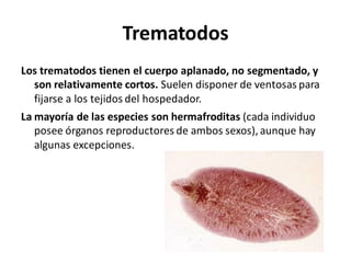 Trematodos
Los trematodos tienen el cuerpo aplanado, no segmentado, y
son relativamente cortos. Suelen disponer de ventosas para
fijarse a los tejidos del hospedador.
La mayoría de las especies son hermafroditas (cada individuo
posee órganos reproductores de ambos sexos), aunque hay
algunas excepciones.
 