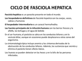 CICLO DE FASCIOLA HEPATICA
Fasciola hepática es un parasito presente en todo el mundo.
Los hospedadores definitivos de Fasciola hepaticason las ovejas, vacas,
cabras y humanos
El hospedador intermediarioes un caracol hermafrodita.
Las fuentes principales de la infecciónhumana son los berros frescos y la
alfalfa, las lechugas y el agua de bebida
En el ser humano, el parásito se ubica en los conductos biliares y en la
vesícula biliar, aunque en ocasiones puede desplazarsea otras zonas del
organismo.
La sintomatología típica incluye anemia y los síntomas derivados de la
obstrucción de los conductos biliares. Además, las sustancias que secreta y
elimina el parásito tienen efecto tóxico.
Los huevos se pueden detectar en las heces y en la bilis de las personas
infestadas.
 
