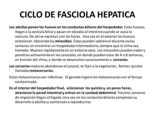 CICLO DE FASCIOLA HEPATICA
Los adultos ponen los huevos en los conductos biliares del hospedador. Estos huevos
llegan a la vesícula biliary pasan en oleadas al intestinocuando se vacía la
vesícula. De ahí se excretan con las heces. Una vez en el exterior los huevos
eclosionan liberandolosmiracidios. Éstos pueden sobrevivir durantevarias
semanas sin encontrar un hospedadorintermediario,siempre que el clima sea
húmedo. Mueren rápidamenteen un entorno seco. Los miracidios pueden nadar y
penetran activamenteen los caracoles, en donde pueden estar de 4 a 8 semanas,
en función del clima, y donde se desarrollansucesivamente a cercarias.
Las cercariasmaduras abandonanel caracol, se fijan a la vegetación, forman quistes
llamadasmetacercarias.
Estas metacercarias son infectivas . El ganado ingiere las metacercarias con el forraje
contaminado.
En el interior del hospedadorfinal, eclosionan los quistesy, en pocas horas,
atraviesan la pared intestinal y entran en la cavidad abdominal. Trastres semanas
de migración llegan al hígado.Una vez en los conductos biliares completansu
desarrollo a adultosy comienzana reproducirse.
 