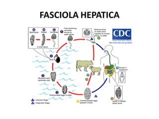 FASCIOLA HEPATICA
 