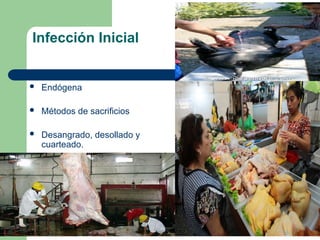 Infección Inicial
 Endógena
 Métodos de sacrificios
 Desangrado, desollado y
cuarteado.
 