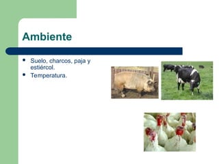Ambiente
 Suelo, charcos, paja y
estiércol.
 Temperatura.
 