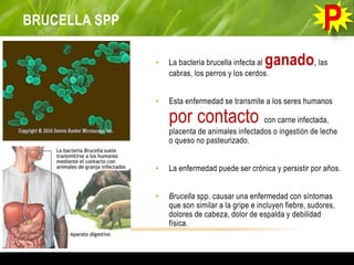 BRUCELLA SPP
• La bacteria brucella infecta al ganado, las
cabras, los perros y los cerdos.
• Esta enfermedad se transmite a los seres humanos
por contacto con carne infectada,
placenta de animales infectados o ingestión de leche
o queso no pasteurizado.
• La enfermedad puede ser crónica y persistir por años.
• Brucella spp. causar una enfermedad con síntomas
que son similar a la gripe e incluyen fiebre, sudores,
dolores de cabeza, dolor de espalda y debilidad
física.
 