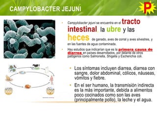 CAMPYLOBACTER JEJUNI
• Campylobacter jejuni se encuentra en el tracto
intestinal, la ubre y las
heces de ganado, aves de corral y aves silvestres, y
en las fuentes de agua contaminada.
• Hay estudios que indicarían que es la primera causa de
diarrea en países desarrollados, por delante de otros
patógenos como Salmonella, Shigella y Escherichia coli.
• Los síntomas incluyen diarrea, diarrea con
sangre, dolor abdominal, cólicos, náuseas,
vómitos y fiebre.
• En el ser humano, la transmisión indirecta
es la más importante, debida a alimentos
poco cocinados como son las aves
(principalmente pollo), la leche y el agua.
 