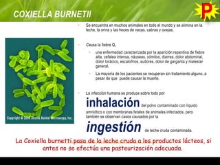 COXIELLA BURNETII
• Se encuentra en muchos animales en todo el mundo y se elimina en la
leche, la orina y las heces de vacas, cabras y ovejas.
• Causa la fiebre Q,
• una enfermedad caracterizada por la aparición repentina de fiebre
alta, cefalea intensa, náuseas, vómitos, diarrea, dolor abdominal,
dolor torácico, escalofríos, sudores, dolor de garganta y malestar
general.
• La mayoría de los pacientes se recuperan sin tratamiento alguno, a
pesar de que puede causar la muerte.
• La infección humana se produce sobre todo por
inhalacióndel polvo contaminado con líquido
amniótico o con membranas fetales de animales infectados, pero
también se observan casos causados por la
ingestión de leche cruda contaminada.
La Coxiella burnetti pasa de la leche cruda a los productos lácteos, si
antes no se efectúa una pasteurización adecuada.
 