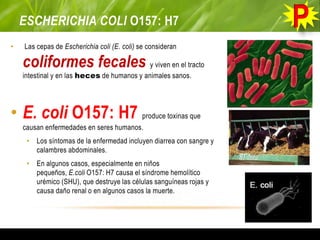 ESCHERICHIA COLI O157: H7
• Las cepas de Escherichia coli (E. coli) se consideran
coliformes fecales y viven en el tracto
intestinal y en las heces de humanos y animales sanos.
• E. coli O157: H7 produce toxinas que
causan enfermedades en seres humanos.
• Los síntomas de la enfermedad incluyen diarrea con sangre y
calambres abdominales.
• En algunos casos, especialmente en niños
pequeños, E.coli O157: H7 causa el síndrome hemolítico
urémico (SHU), que destruye las células sanguíneas rojas y
causa daño renal o en algunos casos la muerte.
 