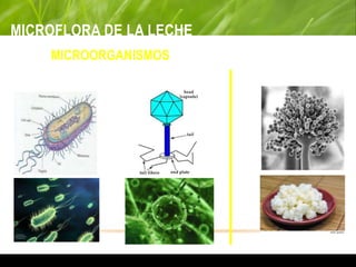 MICROFLORA DE LA LECHE
MICROORGANISMOS
BACTERIAS VIRUS HONGOS
 