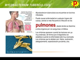 MYCOBACTERIUM TUBERCULOSIS
• Mycobacterium tuberculosis se encuentran en bovinos
infectados
• Puede causar enfermedad en cualquier órgano del
cuerpo, siendo lo más frecuente la infección en los
pulmones, desde donde se disemina
a otros órganos por vía sanguínea o linfática.
• Los síntomas aparecen cuando las lesiones son ya
muy extensas, de forma que el diagnóstico se
establece cuando la enfermedad está muy avanzada.
Los síntomas que la delatan son: fiebre, sudoración,
adelgazamiento, expectoración purulenta y tos.
 