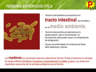 YERSINIA ENTEROCOLITICA
• Yersinia enterocolitica se encuentra en el
tracto intestinal de animales y
en el medio ambiente.
• Yersinia enterocolitica es destruido por la
pasteurización, pero si los alimentos se
recontaminan esta puede crecer a la temperaturas
de refrigeración.
• Causa una enfermedad con síntomas de fiebre,
dolor abdominal y diarrea.
Los roedoresson el principal reservorio natural de la Yersinia. Puede encontrarse en animales
de sangre caliente domésticos y silvestres y ocasionalmente en reptiles y peces. Los cerdos son
importantes reservorios de los serotipos patógenos para el hombre.
 