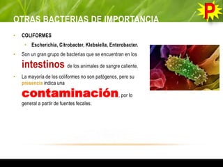 OTRAS BACTERIAS DE IMPORTANCIA
• COLIFORMES
• Escherichia, Citrobacter, Klebsiella, Enterobacter.
• Son un gran grupo de bacterias que se encuentran en los
intestinos de los animales de sangre caliente.
• La mayoría de los coliformes no son patógenos, pero su
presencia indica una
contaminación, por lo
general a partir de fuentes fecales.
 