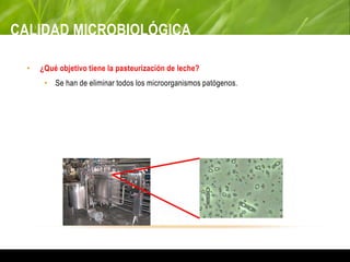 CALIDAD MICROBIOLÓGICA
• ¿Qué objetivo tiene la pasteurización de leche?
• Se han de eliminar todos los microorganismos patógenos.
 