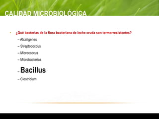 CALIDAD MICROBIOLÓGICA
• ¿Qué bacterias de la flora bacteriana de leche cruda son termorresistentes?
– Alcalígenes
– Streptococcus
– Micrococcus
– Microbacterias
– Bacillus
– Clostridium
 