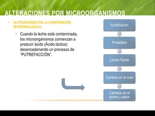 ALTERACIONES POR MICROORGANISMOS
• ALTERACIONES EN LA COMPOSICIÓN
MICROBIOLÓGICA.
• Cuando la leche está contaminada,
los microorganismos comienzan a
producir ácido (Ácido láctico)
desencadenando un procesos de
“PUTREFACCIÓN”.
Acidificación
Proteólisis
Leche Filante
Cambios en el color
Cambios en el
aroma y sabor
 