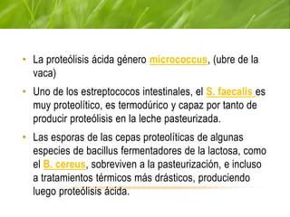 MICROORGANISMOS QUE PROVOCAN PROTEÓLISIS
• La proteólisis ácida género micrococcus, (ubre de la
vaca)
• Uno de los estreptococos intestinales, el S. faecalis es
muy proteolítico, es termodúrico y capaz por tanto de
producir proteólisis en la leche pasteurizada.
• Las esporas de las cepas proteolíticas de algunas
especies de bacillus fermentadores de la lactosa, como
el B. cereus, sobreviven a la pasteurización, e incluso
a tratamientos térmicos más drásticos, produciendo
luego proteólisis ácida.
 