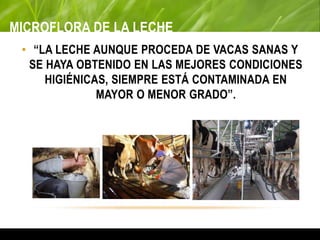 MICROFLORA DE LA LECHE
• “LA LECHE AUNQUE PROCEDA DE VACAS SANAS Y
SE HAYA OBTENIDO EN LAS MEJORES CONDICIONES
HIGIÉNICAS, SIEMPRE ESTÁ CONTAMINADA EN
MAYOR O MENOR GRADO”.
 