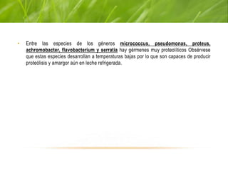 MICROORGANISMOS QUE PRODUCEN
PROTEÓLISIS (CONTINUACIÓN)
• Entre las especies de los géneros micrococcus, pseudomonas, proteus,
achromobacter, flavobacterium y serratia hay gérmenes muy proteolíticos Obsérvese
que estas especies desarrollan a temperaturas bajas por lo que son capaces de producir
proteólisis y amargor aún en leche refrigerada.
 