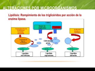 ALTERACIONES POR MICROORGANISMOS
Lipólisis: Rompimiento de los triglicéridos por acción de la
enzima lipasa.
 