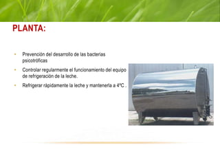 PARA EVITAR LA LIPÓLISIS DE LA LECHE EN
PLANTA:
• Prevención del desarrollo de las bacterias
psicotróficas
• Controlar regularmente el funcionamiento del equipo
de refrigeración de la leche.
• Refrigerar rápidamente la leche y mantenerla a 4ºC .
 