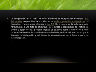 • La refrigeración de la leche no frena totalmente la multiplicación bacteriana. Las
Psicrótrofas, responsables de la producción de enzimas proteolíticas y lipolíticas, se
desarrollan a temperaturas inferiores a los 7ºC. Su presencia en la leche se asocia,
normalmente, a una falta de efectividad en el lavado y desinfección del material de
ordeño y equipo de frío. El efecto negativo de esta flora sobre la calidad de la leche
depende directamente del nivel de contaminación inicial, de las condiciones en las que se
desarrolló la refrigeración y del tiempo de almacenamiento de la leche previo a su
industrialización.
 