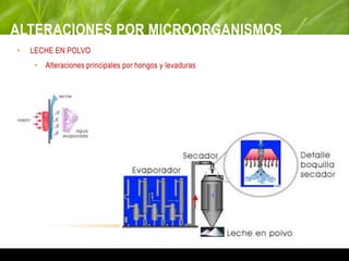 ALTERACIONES POR MICROORGANISMOS
• LECHE EN POLVO
• Alteraciones principales por hongos y levaduras
 