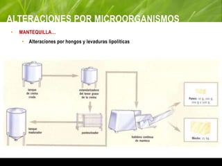 ALTERACIONES POR MICROORGANISMOS
• MANTEQUILLA…
• Alteraciones por hongos y levaduras lipolíticas
 
