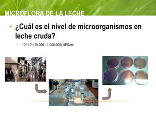 MICROFLORA DE LA LECHE
• ¿Cuál es el nivel de microorganismos en
leche cruda?
• 104-106 (10.000 - 1.000.000) UFC/ml
 