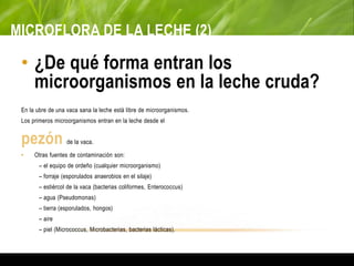MICROFLORA DE LA LECHE (2)
• ¿De qué forma entran los
microorganismos en la leche cruda?
En la ubre de una vaca sana la leche está libre de microorganismos.
Los primeros microorganismos entran en la leche desde el
pezón de la vaca.
• Otras fuentes de contaminación son:
– el equipo de ordeño (cualquier microorganismo)
– forraje (esporulados anaerobios en el silaje)
– estiércol de la vaca (bacterias coliformes, Enterococcus)
– agua (Pseudomonas)
– tierra (esporulados, hongos)
– aire
– piel (Micrococcus, Microbacterias, bacterias lácticas).
 