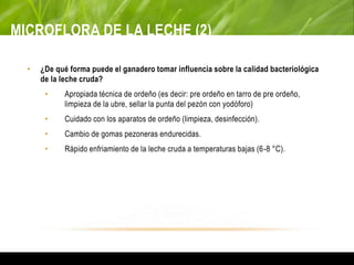 MICROFLORA DE LA LECHE (2)
• ¿De qué forma puede el ganadero tomar influencia sobre la calidad bacteriológica
de la leche cruda?
• Apropiada técnica de ordeño (es decir: pre ordeño en tarro de pre ordeño,
limpieza de la ubre, sellar la punta del pezón con yodóforo)
• Cuidado con los aparatos de ordeño (limpieza, desinfección).
• Cambio de gomas pezoneras endurecidas.
• Rápido enfriamiento de la leche cruda a temperaturas bajas (6-8 °C).
 