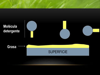 SUPERFICIE
Grasa
Molécula
detergente
 